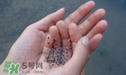 蟾蜍是不是癩蛤??？蟾蜍和青蛙的區(qū)別
