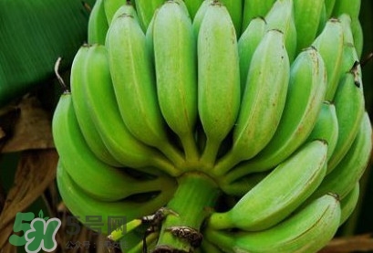 芭蕉可以放冰箱嗎？芭蕉能放冰箱保存嗎