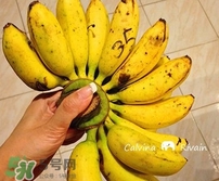 芭蕉什么時(shí)候成熟？芭蕉什么時(shí)候開(kāi)花