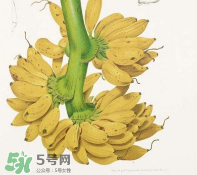 芭蕉不能和什么一起吃？芭蕉什么人不能吃