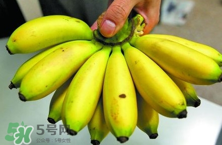 芭蕉什么時(shí)候成熟？芭蕉什么時(shí)候開(kāi)花