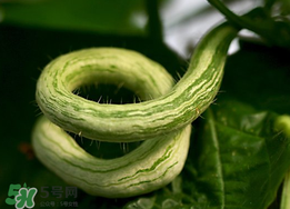 蛇瓜什么時候種？蛇瓜的種植方法