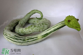 蛇瓜怎么挑選？蛇瓜的選購技巧