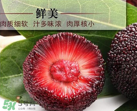 荸薺楊梅和東魁楊梅哪個(gè)好吃？荸薺楊梅跟東魁楊梅有什么區(qū)別？