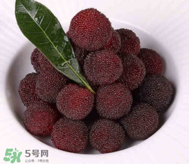 荸薺楊梅和東魁楊梅哪個(gè)好吃？荸薺楊梅跟東魁楊梅有什么區(qū)別？