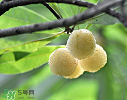 白楊梅多少錢一斤？白楊梅產(chǎn)地