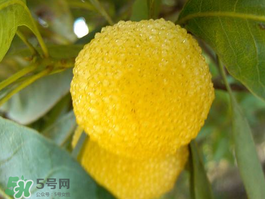 白楊梅可以泡酒嗎？白楊梅泡酒有什么功效？