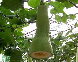 砍瓜種子哪里有賣(mài)的？砍瓜多少錢(qián)一斤？