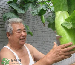 砍瓜種子哪里有賣(mài)的？砍瓜多少錢(qián)一斤？