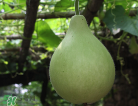 瓠子為什么會(huì)苦？瓠子苦的原因
