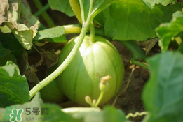 菜瓜多少錢一斤？菜瓜怎么挑？