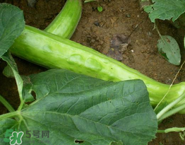 菜瓜多少錢一斤？菜瓜怎么挑？