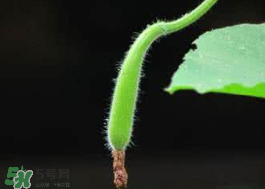 苦瓠子有毒嗎？苦瓠子中毒怎么辦？