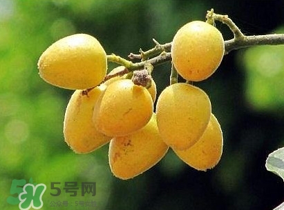 黃皮果怎么吃？黃皮果有什么功效