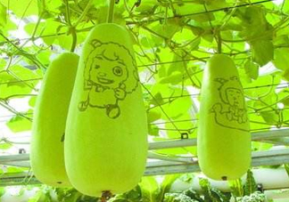 蒲瓜不能和什么一起吃？蒲瓜和什么相克？