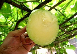 砍瓜種子哪里有賣的？砍瓜多少錢一斤？