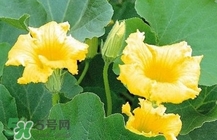南瓜花怎么做好吃？南瓜花不能與什么同吃