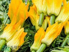 南瓜花花蕊能吃嗎？南瓜花是雌雄同株嗎