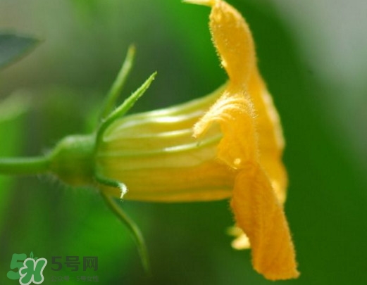 南瓜花可以吃嗎？南瓜花怎么吃