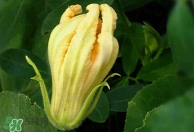 南瓜花怎么洗？南瓜花怎么處理