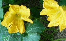 南瓜花花蕊能吃嗎？南瓜花是雌雄同株嗎