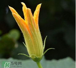 南瓜花花蕊能吃嗎？南瓜花是雌雄同株嗎