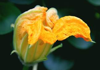南瓜花怎么洗？南瓜花怎么處理