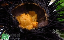 海膽是什么?海膽的營養(yǎng)價(jià)值