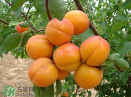 黃油桃多少錢(qián)一斤？黃油桃好吃嗎？