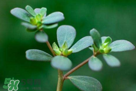 螞蚱菜洗好后怎么保存？剛采的螞蚱菜能存放幾天