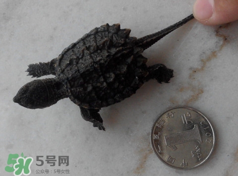 鱷龜是保護動物嗎？鱷龜是外來物種嗎