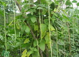 7月份可以種豆角嗎？豆角幾月份種？