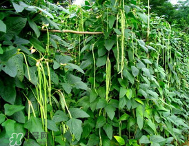 7月份可以種豆角嗎？豆角幾月份種？
