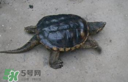 鱷龜怎么飼養(yǎng)？鱷龜吃什么
