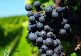 無(wú)籽葡萄小孩能吃嗎？寶寶能吃無(wú)籽葡萄嗎？