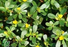 螞蚱菜是馬齒莧嗎？螞蚱菜是什么樣子的
