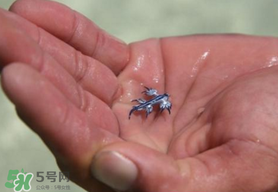 海蛞蝓可以當寵物養(yǎng)嗎？ 海蛞蝓多少錢一只？