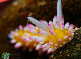 海蛞蝓可以當寵物養(yǎng)嗎？ 海蛞蝓多少錢一只？