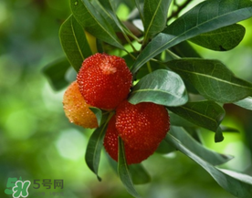 七月份還有楊梅嗎？7月份楊梅哪里有？