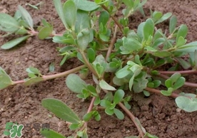 螞蚱菜怎么吃？螞蚱菜怎么做好吃