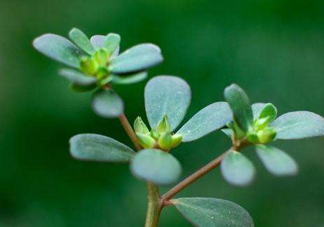 螞蚱菜洗好后怎么保存？剛采的螞蚱菜能存放幾天