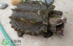 鱷龜是深水龜嗎？鱷魚龜是淡水龜還是海水龜