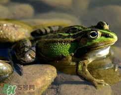 吃青蛙犯法嗎？買賣青蛙怎么處罰