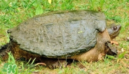 鱷龜是保護動物嗎？鱷龜是外來物種嗎