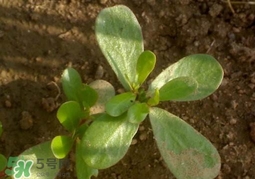 螞蚱菜洗好后怎么保存？剛采的螞蚱菜能存放幾天