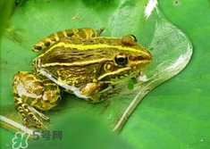 吃青蛙犯法嗎？買賣青蛙怎么處罰