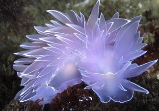 海蛞蝓可以當(dāng)寵物養(yǎng)嗎？ 海蛞蝓多少錢一只？