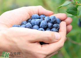 藍(lán)莓什么品種好？盆栽藍(lán)莓什么品種好？