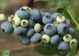 藍(lán)莓什么品種好？盆栽藍(lán)莓什么品種好？