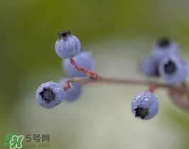 野生藍(lán)莓多少錢一斤？野生藍(lán)莓多少錢一箱？